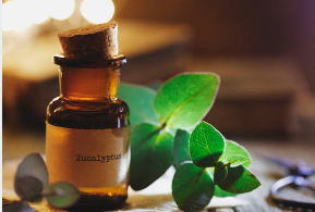 Eucalyptus Essential Oil Made in France thumbnail 1