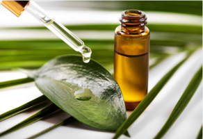 Eucalyptus Essential Oil Made in France thumbnail 2