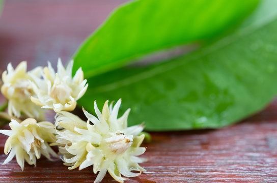 Bakul Ful Fragnace Oil (Spanish Cherry)